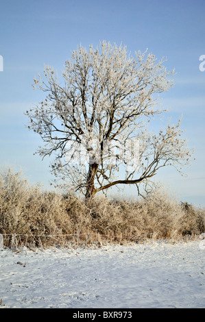 Whitminster Gloucestershire UK Oak Tree Meadow Winter Snow Hore Hoar Frost Sun Rise Stock Photo