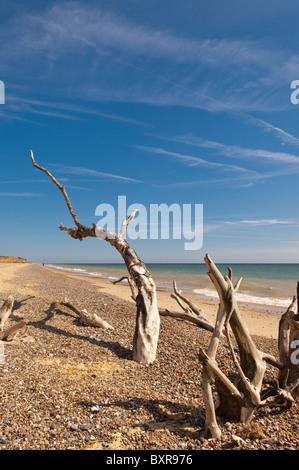 Trees having fallen off the cliff due to erosion on the beach between Benacre and Covehithe in Suffolk , England , Britain , Uk