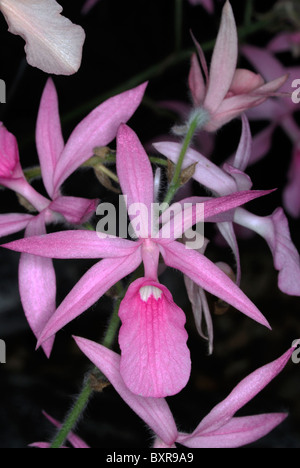 Thai orchid,calanthe rosea,Chiang Mai,Thailand Stock Photo