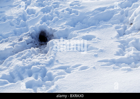 Rabbit burrow in snow surrounded by tracks showing how such a warren entranced is used Stock Photo