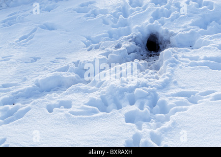 Rabbit burrow in snow surrounded by tracks showing how such a warren entranced is used Stock Photo