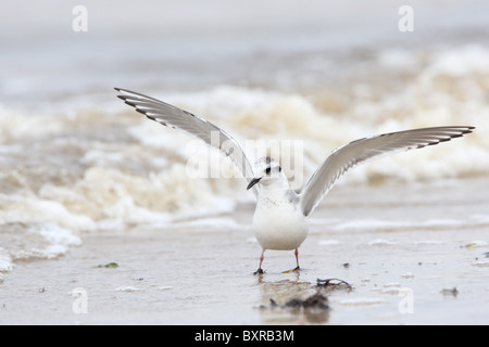 Little Gull (Larus minutus). Europe, Estonia Stock Photo