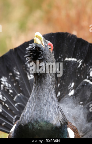 Male Western capercaillie (Tetrao urogallus) displaying Stock Photo