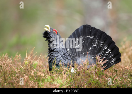 Male Western capercaillie (Tetrao urogallus) calling showing its beard Stock Photo