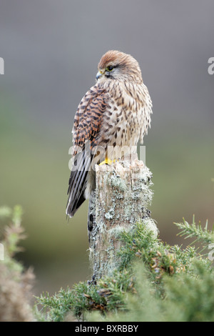 Female common kestrel (Falco tinnunculus) perched on old lichen covered tree stump Stock Photo