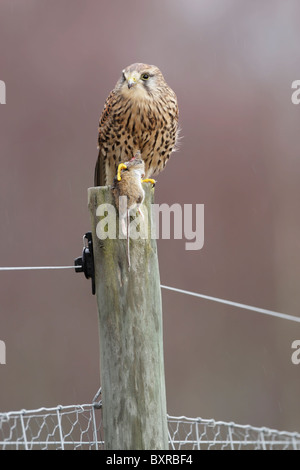 Female common kestrel (Falco tinnunculus) perched on a fence post with a mouse during a rain shower Stock Photo