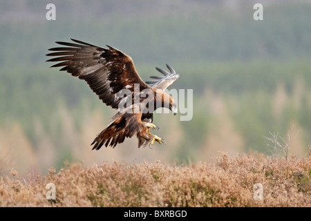 Golden eagle (Aquila chrysaetos) juvenile about to land among heather Stock Photo