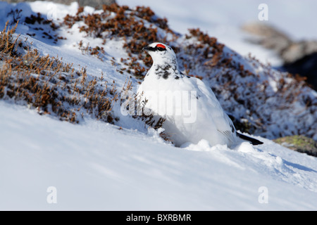 Male rock ptarmigan (Lapogus muta) showing winter plumage on a snow covered hillside Stock Photo
