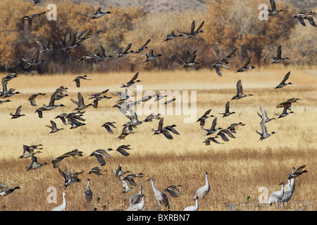 Various ducks in flight at the Bosque del Apache Wildlife Refuge, New Mexico. Stock Photo