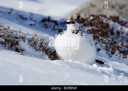 Male rock ptarmigan (Lapogus muta) showing winter plumage on a snow covered hillside Stock Photo