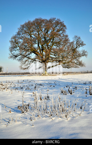 Whitminster Gloucestershire UK Oak Tree Meadow Winter Snow Hore Hoar Frost Sun Rise Stock Photo