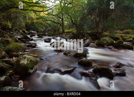 River on Dartmoor flowing past green rocks in a forest Stock Photo