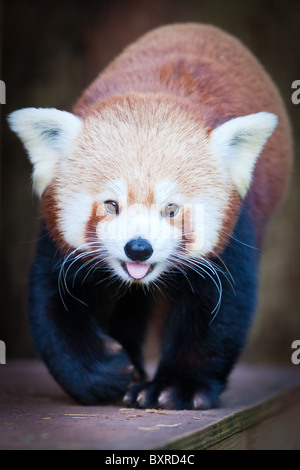 A Red Panda walking with tongue hanging out Stock Photo