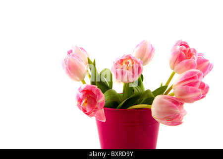 Little metal bucket with pink tulips isolated over white Stock Photo