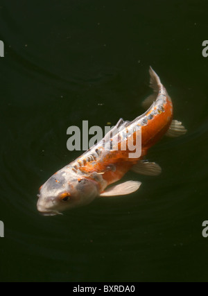 Koi carp (Cyprinus carpio) swimming in a pond, shusui variety Stock Photo