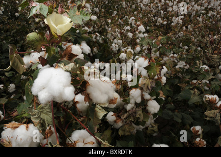 Cotton grown in Tucson, Arizona, USA. Stock Photo