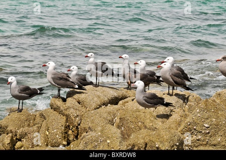 Sea Gulls on rocks, Puerto Penasco, Sonora, Mexico Stock Photo
