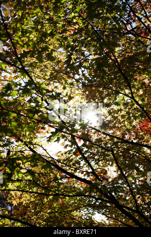 Autumn Tree with green leaves Stock Photo