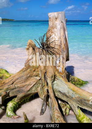 Old tree stump on Grand Pineapple Beach Antigua Caribbean