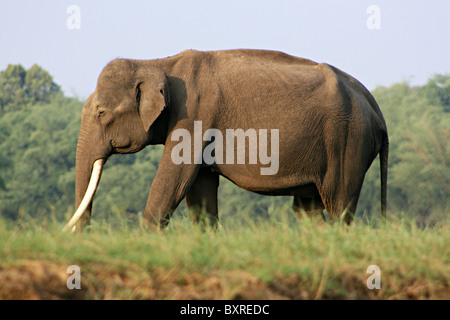 Male Indian elephant at Nagarhole, Karnataka. Stock Photo