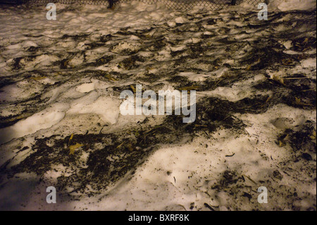 Dirty soiled snow remains in the Chelsea neighborhood of New York a week after a post-Christmas blizzard Stock Photo