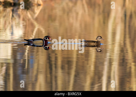 Male and female Wood Duck swimming in a lake during a sunrise - great example showing a differences between the sexes Stock Photo