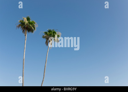 Two palm trees against a clear blue sky