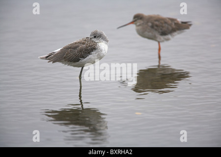 Greenshank Tringa nebularia and Spotted Redshank standing in shallow water lagoon on Brownsea Island, Dorset in October. Stock Photo