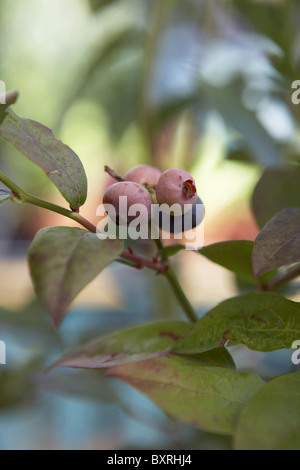 Vaccinium myrtillus (Blueberry bush) Stock Photo
