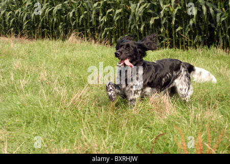 Black and white English Springer Spaniel running through grass Stock Photo