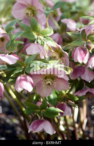 Helleborus (Hellebore), pale pink flowers Stock Photo