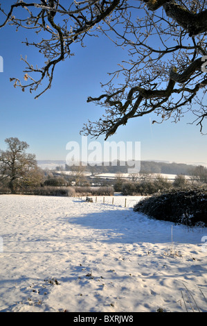 Whitminster Gloucestershire UK Oak Tree Meadow Winter Snow Hore Hoar Frost Sun Rise Stock Photo