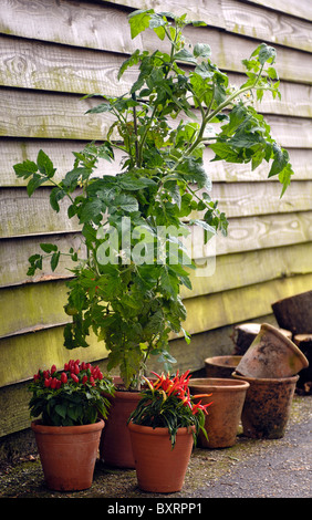 Tomato plant and chilli pepper plants growing in pots next to shed Stock Photo