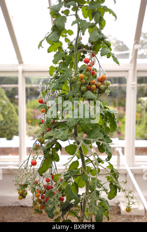 Tomato plant growing in greenhouse Stock Photo