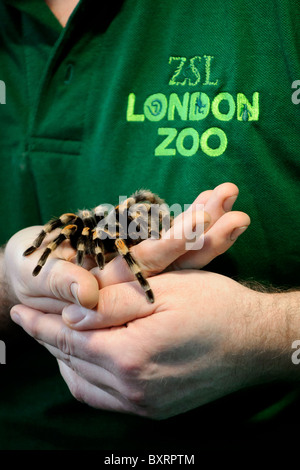 Zookeepers carryout the annual stocktake at London Zoo, Regents Park, London, 4th January 2011. Stock Photo
