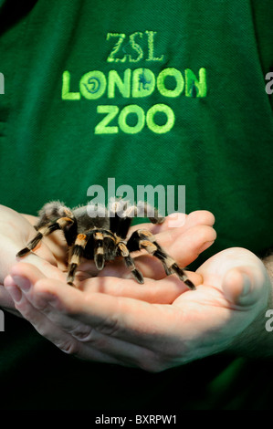 Zookeepers carryout the annual stocktake at London Zoo, Regents Park, London, 4th January 2011. Stock Photo