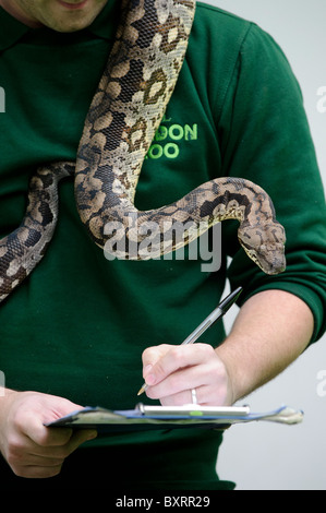 Zookeepers carryout the annual stocktake at London Zoo, Regents Park, London, 4th January 2011. Stock Photo