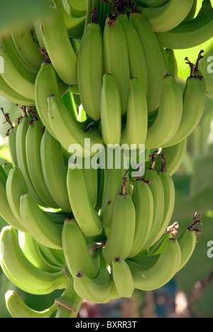 Caribbean, Leeward Islands, St Martin, Mont Vernon Plantation, Bananas growing on tree, close-up Stock Photo