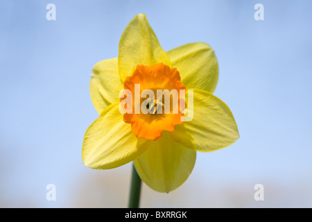 A yellow and orange daffodil Stock Photo