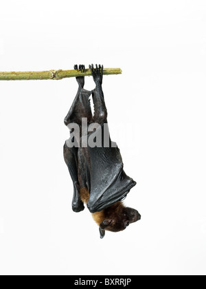 Lyle’s fruit bat - Pteropus lylei Stock Photo
