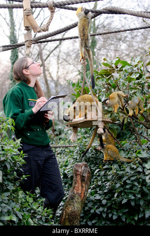 Zookeepers carryout the annual stocktake at London Zoo, Regents Park, London, 4th January 2011. Stock Photo