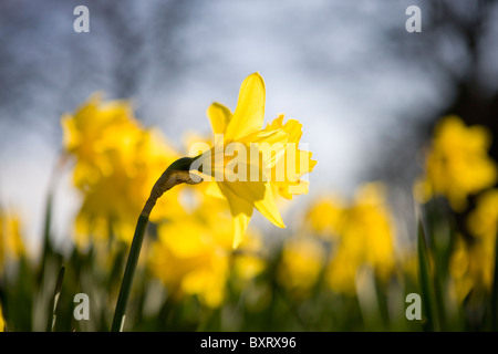 A yellow daffodil, side view Stock Photo