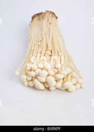 Enoki Mushrooms on white background Stock Photo