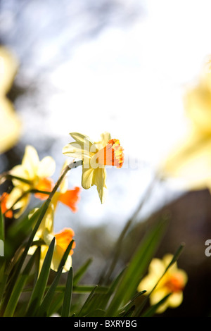 Yellow and orange daffodils Stock Photo