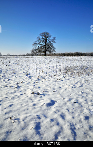 Whitminster Gloucestershire UK Oak Tree Meadow Winter Snow Hore Hoar Frost Sun Rise Stock Photo