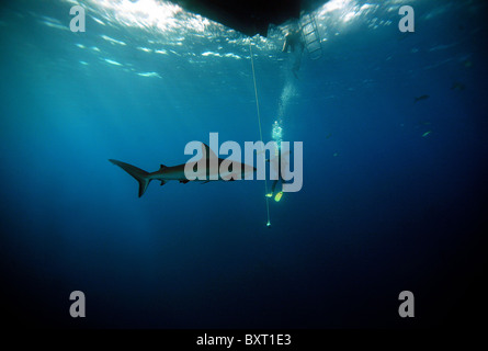 Caribbean reef shark Latin Name: Carcharhinus perezi with in rear scuba diver returning to boat Bahamas Atlantic ocean Stock Photo