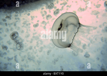 Moon jellyfish Aurelia aurita Antigua. Atlantic Ocean