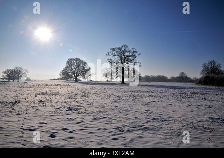 Whitminster Gloucestershire UK Oak Tree Meadow Winter Snow Hore Hoar Frost Sun Rise Stock Photo