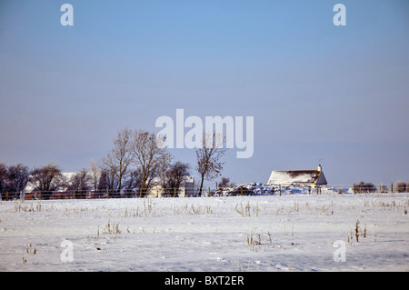 Whitminster Gloucestershire UK Oak Tree Meadow Winter Snow Hore Hoar Frost Sun Rise Stock Photo