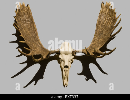 Moose skull and antlers on display in Skagway, Alaska, USA Stock Photo